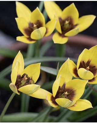 Tulip Lucca Bulbs