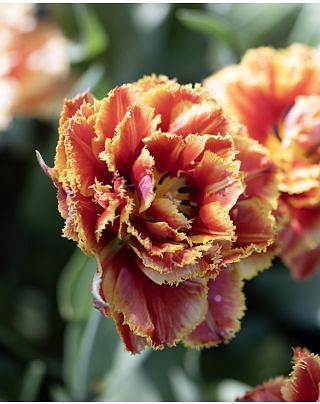 Tulip Gold Dust Bulbs