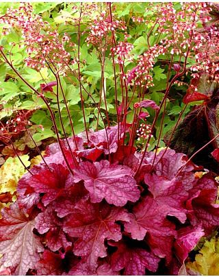 Heuchera Berry Smoothie ®
