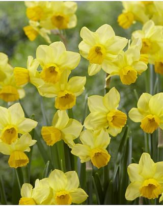 Narcissus Cornish Chuckles Bulbs