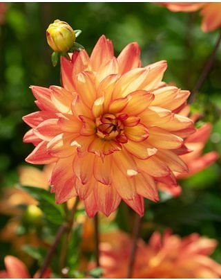 Dahlia Karma Fiesta Bulbs