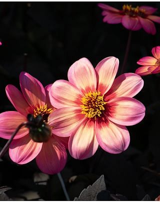 Dahlia Dahlegria Tricolour