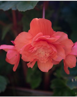 Begonia Double Pink Bulbs