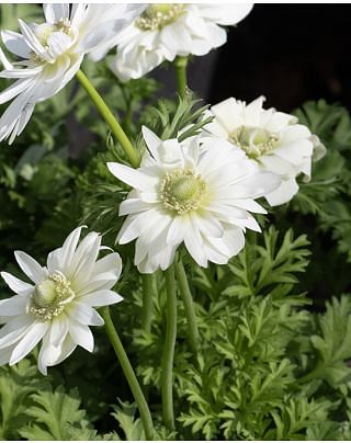 Anemone St. Brigid Mount Everest Bulbs
