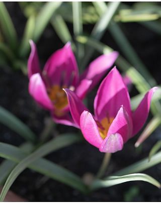 Tulip Humilis Eastern Star Bulbs