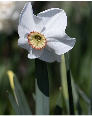 Narcissus Dreamlight