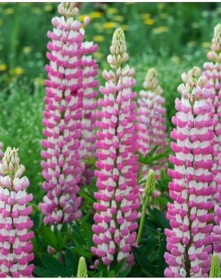 Lupinus The Chatelaine Bulb