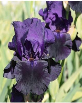 Iris Germanica Black Tafetta 