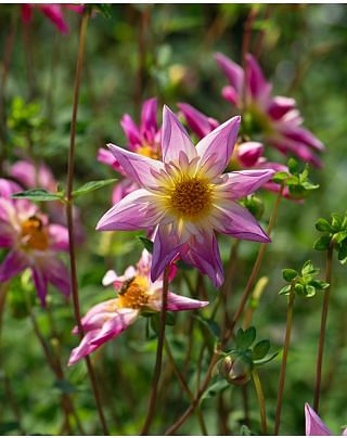 Dahlia Fancy Pants Bulbs