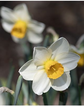 Narcissus Jack Sparrow Bulbs