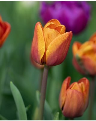 Tulip Cairo ® Bulbs
