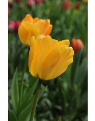 Tulip Daydream