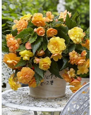 Begonia Illumination Apricot ® Bulbs