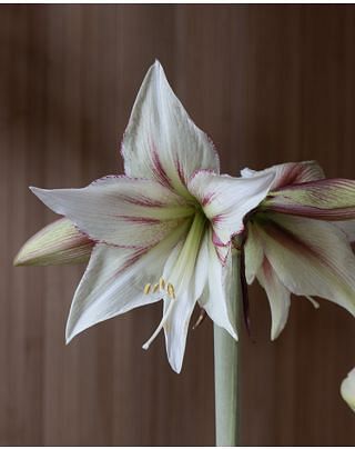 Amaryllis (Hippeastrum) Magic Green