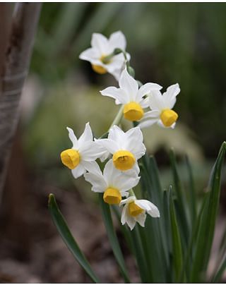 Narcissus Canaliculatus Bulbs