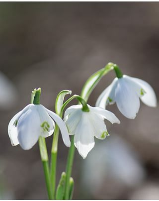 Galanthus Snowdrop Double (Flore Pleno)