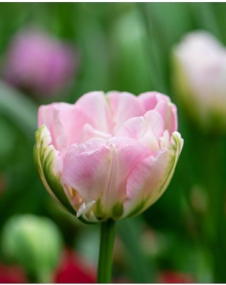 Tulip Finola