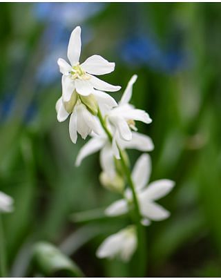 Scilla Siberica Alba Bulbs