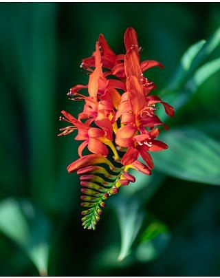 Crocosmia Lucifer Bulbs