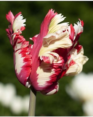 Tulip Estella Rijnveld 