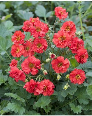 Geum Mrs Bradshaw