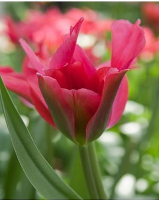 Tulip Doll's Minuet Bulbs