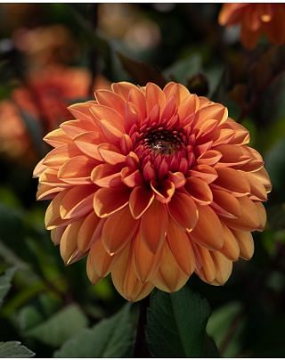 Dahlia Love of My Life