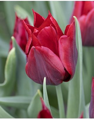 Tulip Lasting Love Bulbs