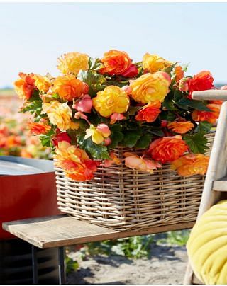 Begonia Cascade Sunray