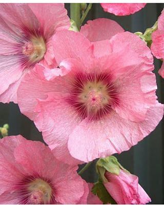 Alcea rosea