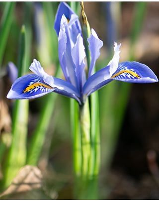 Iris Reticulata Alida ® Bulbs