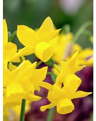 Narcissus Sunlight Sensation Bulbs