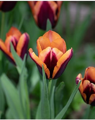 Tulip Slawa