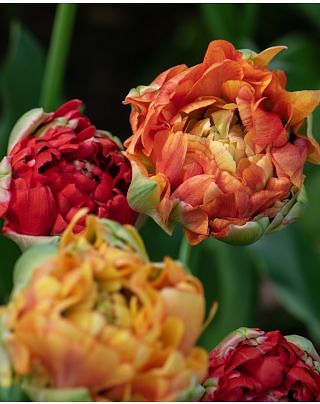 Tulip Gudoshnick Double Bulbs