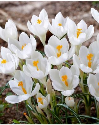 Crocus Ivory Princess Bulbs