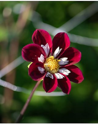 Dahlia Mary Evelyn
