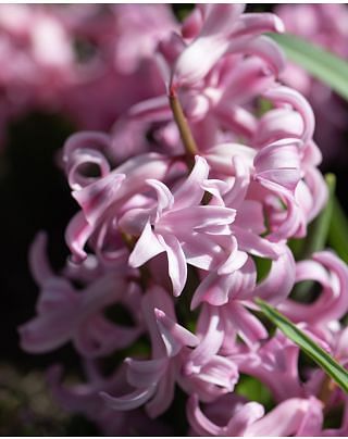 Multiflora Hyacinth Pink Pearl