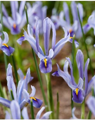 Iris Reticulata Angela Bulbs