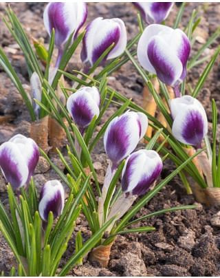 Crocus Chrysanthus Prince Claus