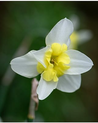 Narcissus Bella Estrella