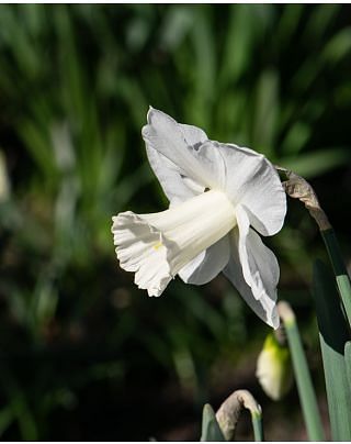 Narcissus Mount Hood