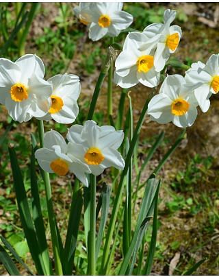 Narcissus Laurens Koster