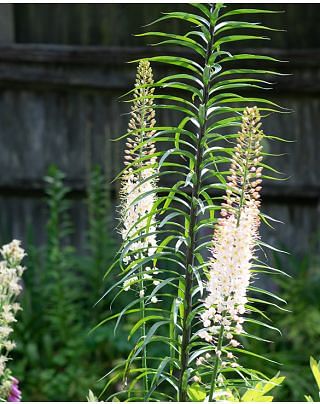 Eremurus Robustus Bulbs