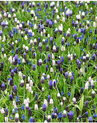 Muscari Mixture 