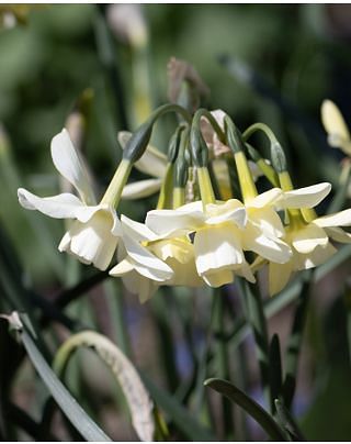 Narcissus Starlight Sensation Bulbs