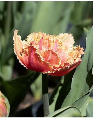 Tulip Brisbane