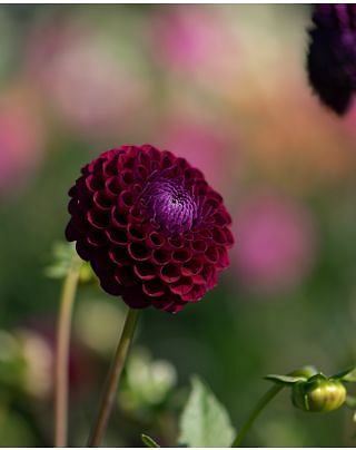 Dahlia Downham Royal Tubers