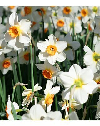 Narcissus Barret Browning Bulbs
