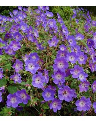 Geranium Rozanne ® (Gerwat) Bulb | Peter Nyssen | Buy Flower Bulbs and Plants Online
