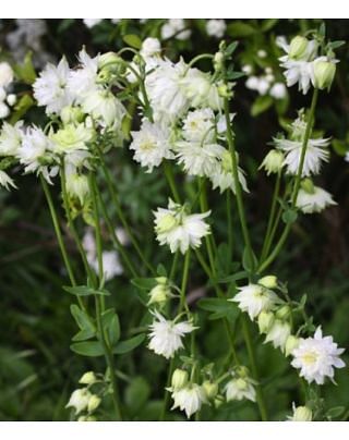 Aquilegia White Barlow